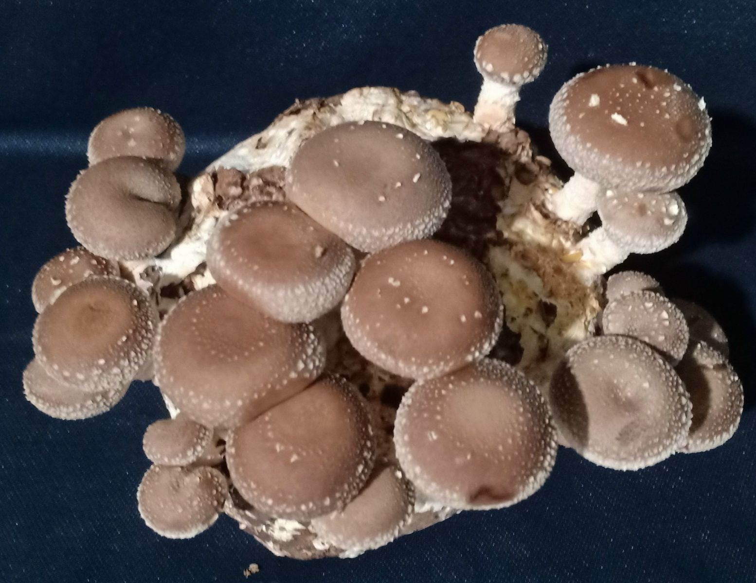 Nấm Hương (Lentinus edodes)